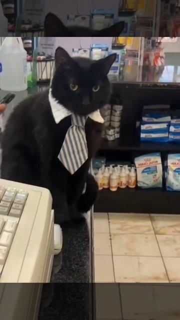 Шерстяные на работе в магазинах