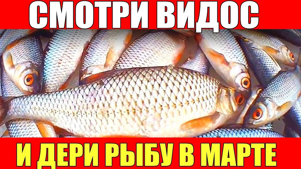 СМОТРИ ЭТОТ ВИДОС И ДЕРИ РЫБУ В МАРТЕ НА МОРМЫХУ!!!