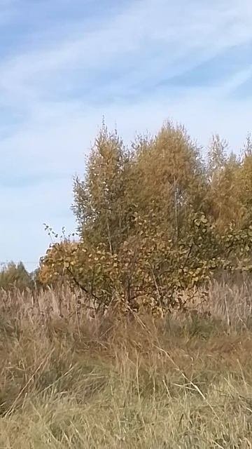 VID_20251002_112625.mp4