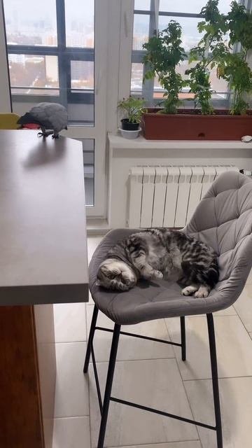 Наш TG Https://t.me/liveofcats