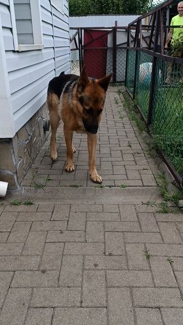 пёс оказался умнее
