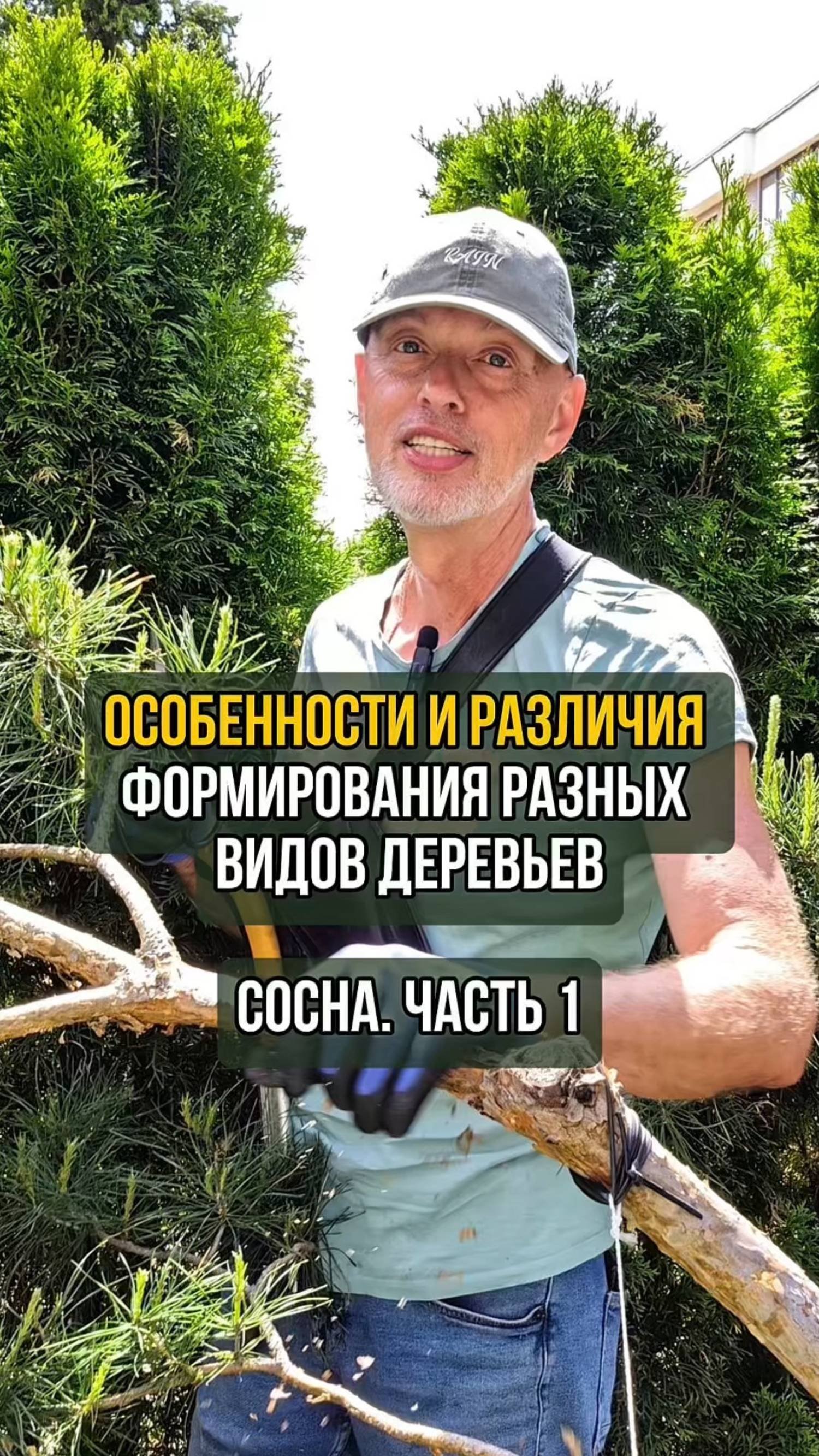 Особенности и различия формирования разных видов деревьев. Сосна. Часть 1