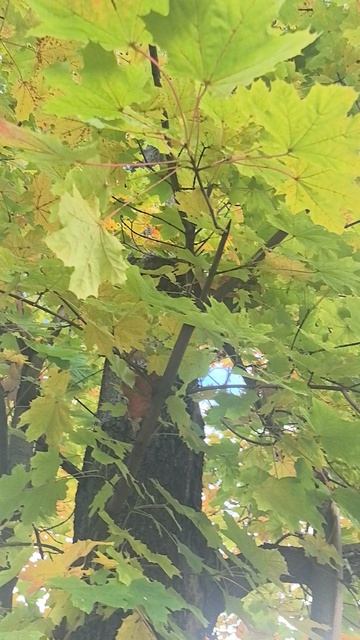 VID_20251004_172854.mp4