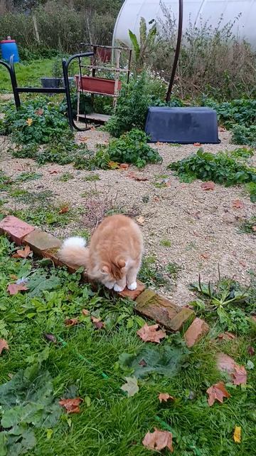 В деревне 🏡 утро! Гуси 🪿 куры 🐔🐓 рыжий кот Фокс 🐱