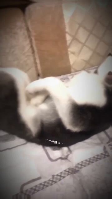 Смешные котики, собачки 👍💖#животные