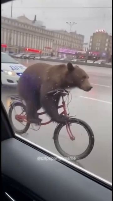 Ехали медведи