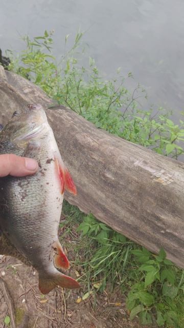 отличный окунь ,ловля на спиннинг в Брянске