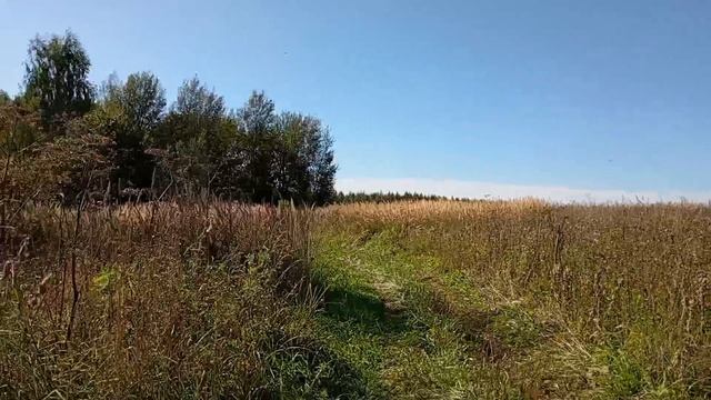 обзор на новое место где лесной родник