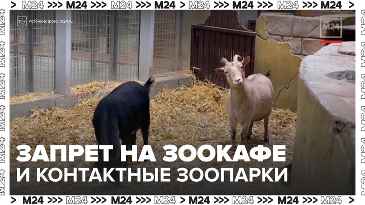В Москве могут запретить контактные зоопарки и зоокафе - Москва 24