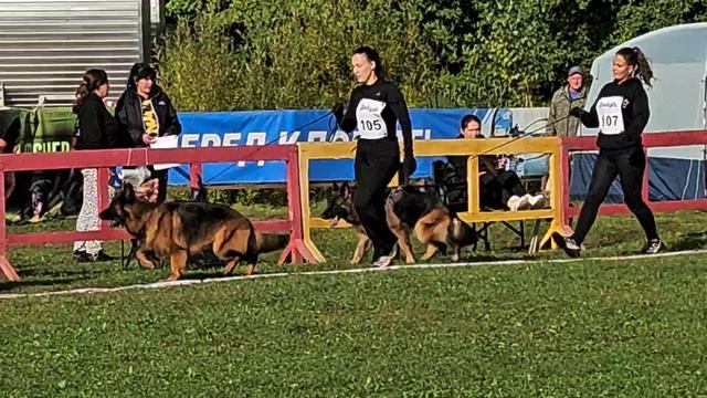 РАБОЧИЙ СУКИ ДШ / КЧК+ ХАБАРОВСК 20 сентября`25 M.Jovovic Моно немецких овчарок