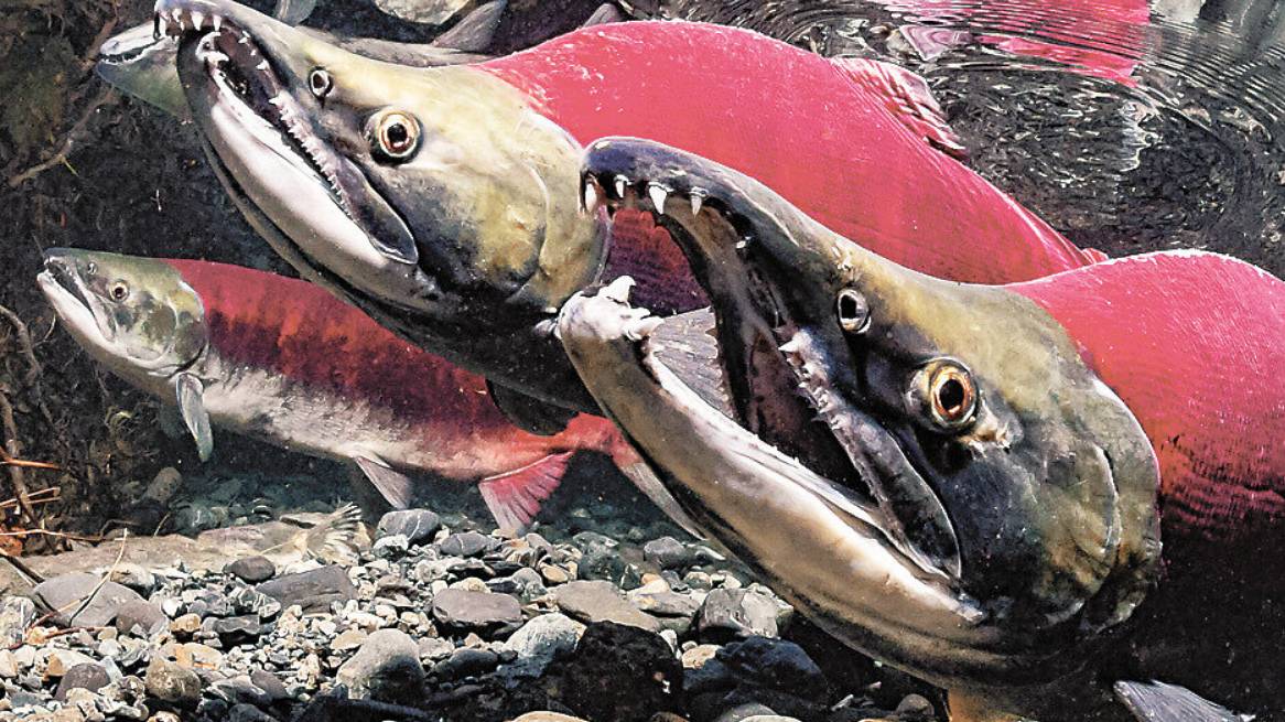 Red Fish