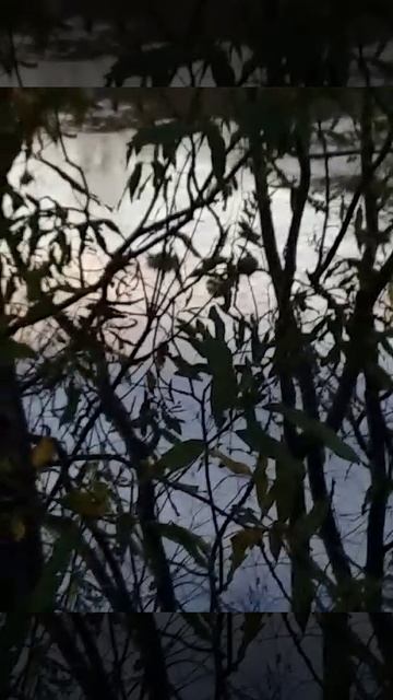 Утки-кряквы на Култучном озере в Петропавловске на Камчатке.Экология