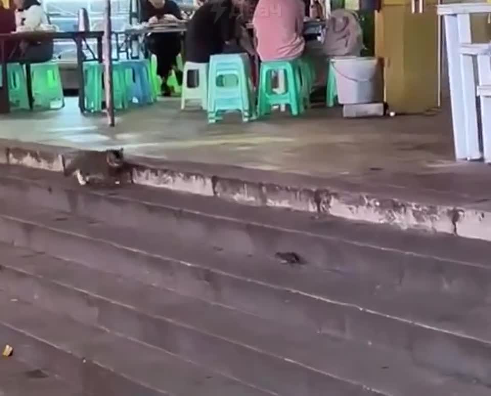 #приколыдня #позитивнакаждыйдень #смешныеигры #смешноиндейке #котенок #смеховинка #котик #catlove