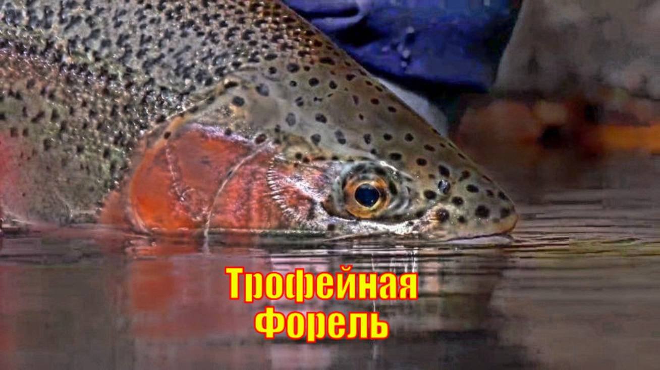 Ловля нахлыстом на Северном острове Новой Зеландии - Трофейная Форель
