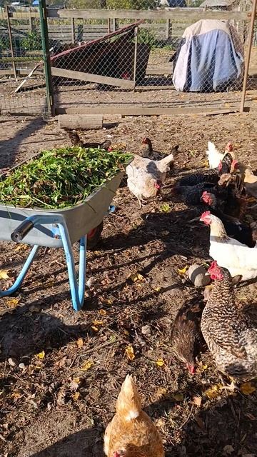 Осенняя трава для курочек 🐔🐓