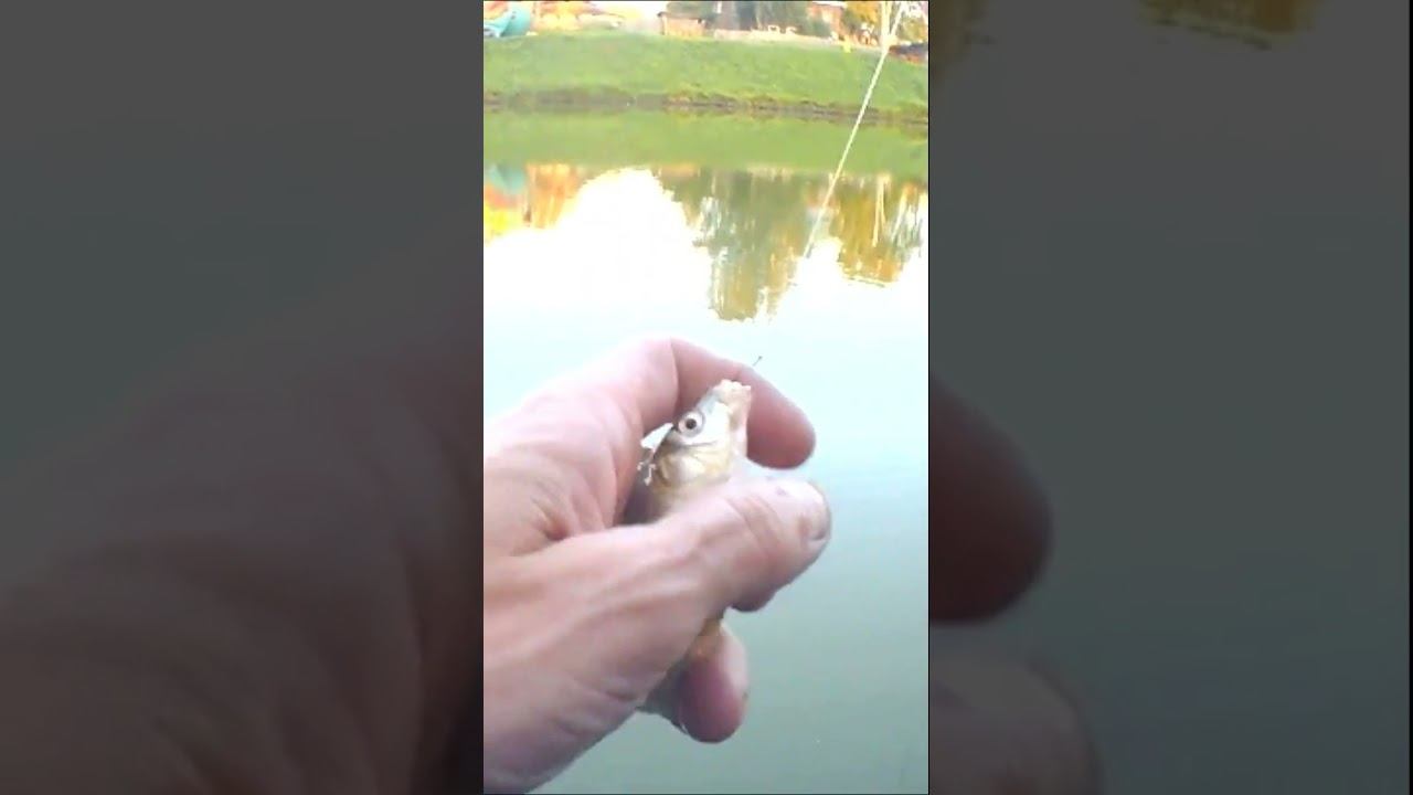 Бешеный Клёв Карася