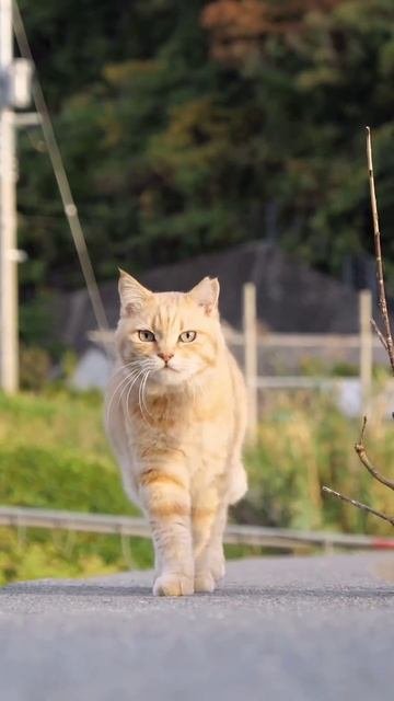 Наш TG Https://t.me/liveofcats