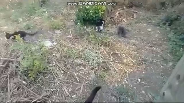 кошка и котята