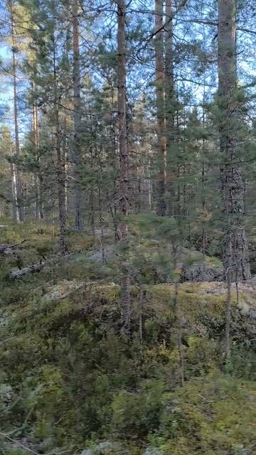 На лесной дороге рядом с шоссе