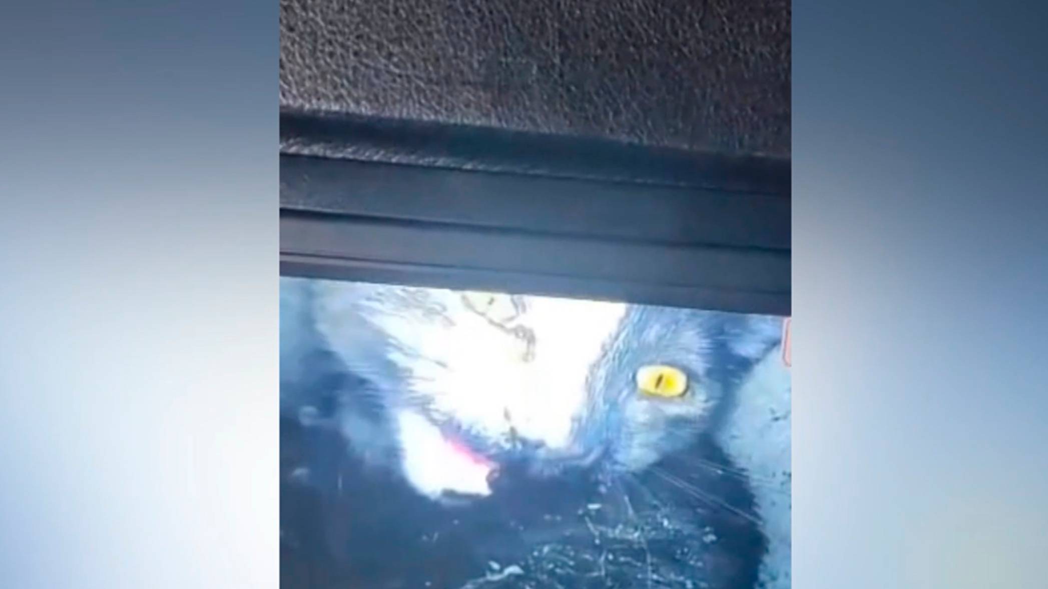 Спасатели достали кошку из вентиляционной шахты жилого дома в Москве