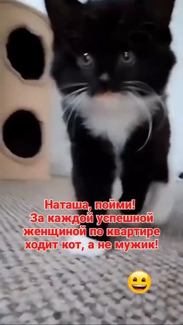 За каждой успешной женщиной ходит кот, а не мужик! 🤣