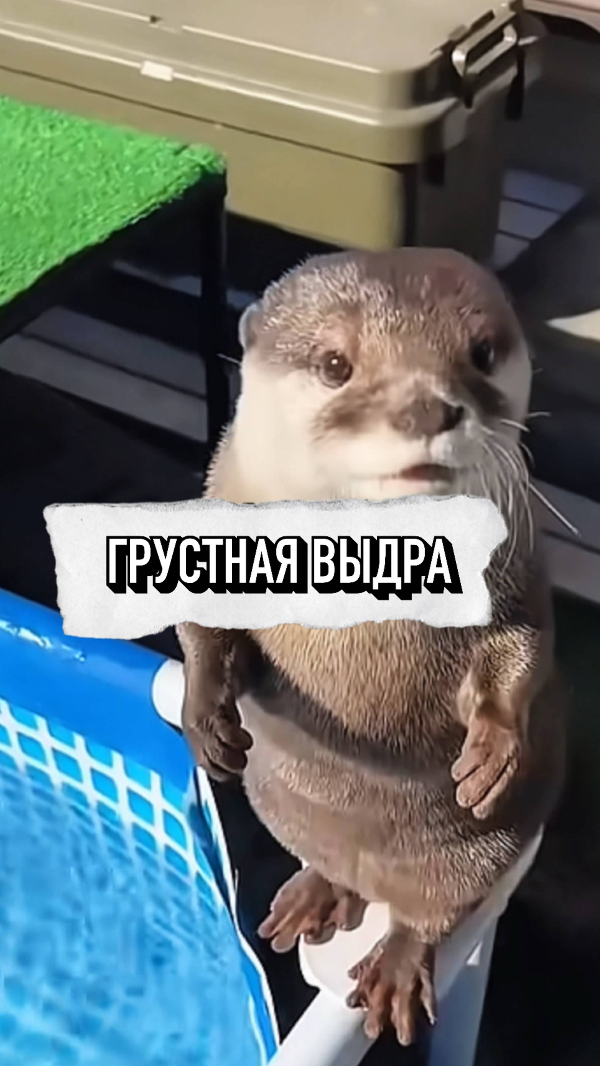 Сначала Эта Выдра Грустила, Но Потом...💔