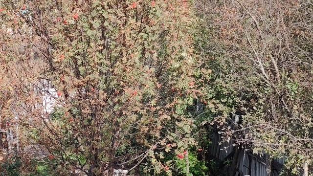 04-10-2025 октябрь в деревне