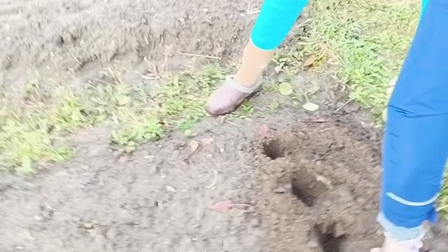 Садили чеснок.