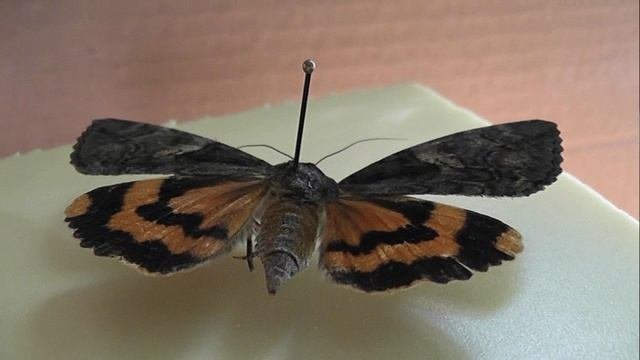 Catocala Helena (ленточница елена)
