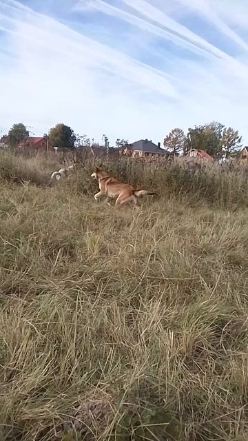 VID_20251002_103246.mp4