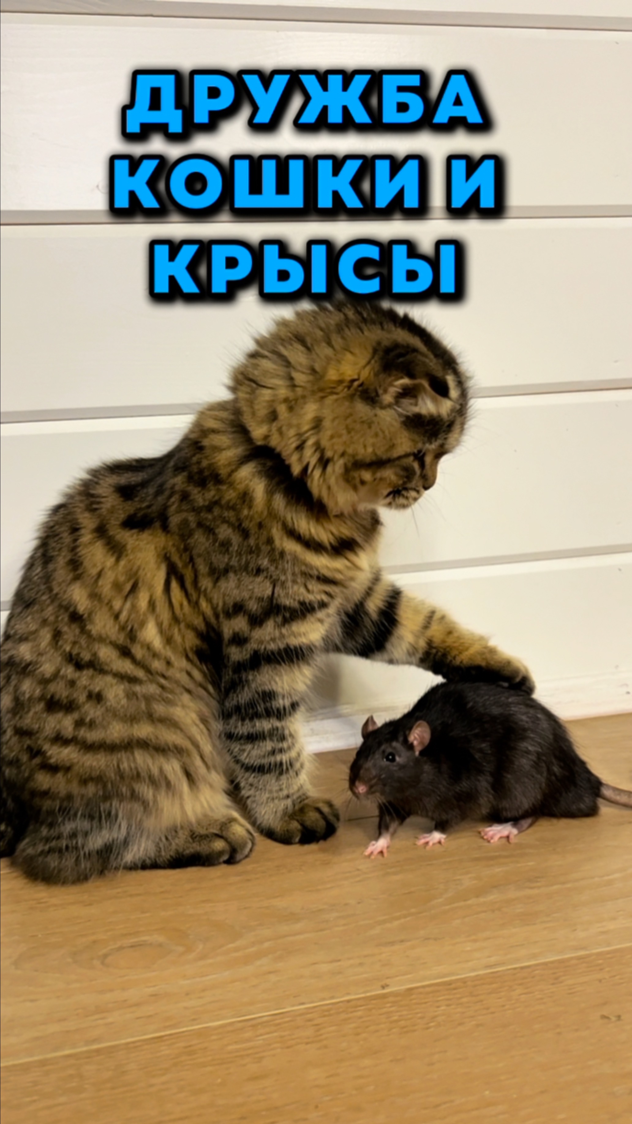 Кошка и крыса