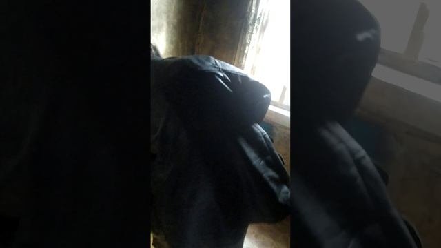 брага