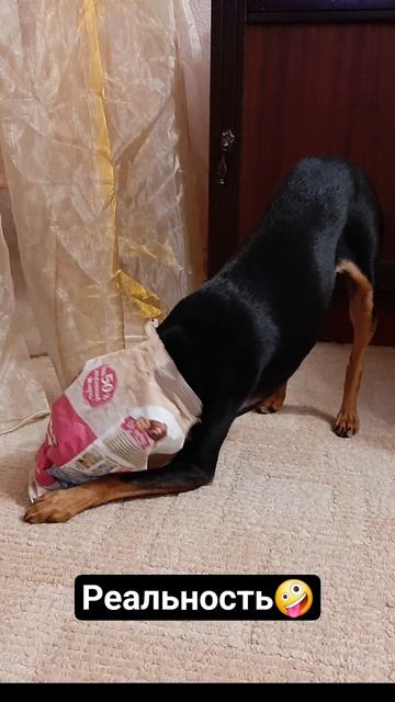 Давай купим собачку 2🤪 Ожидание и реальность #ожиданиеиреальность #тойтерьер #русскийтой