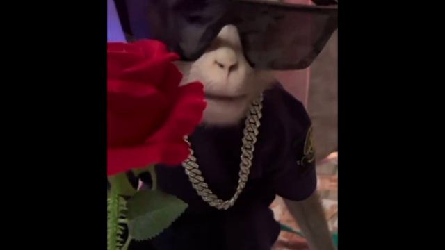 нет реально достало