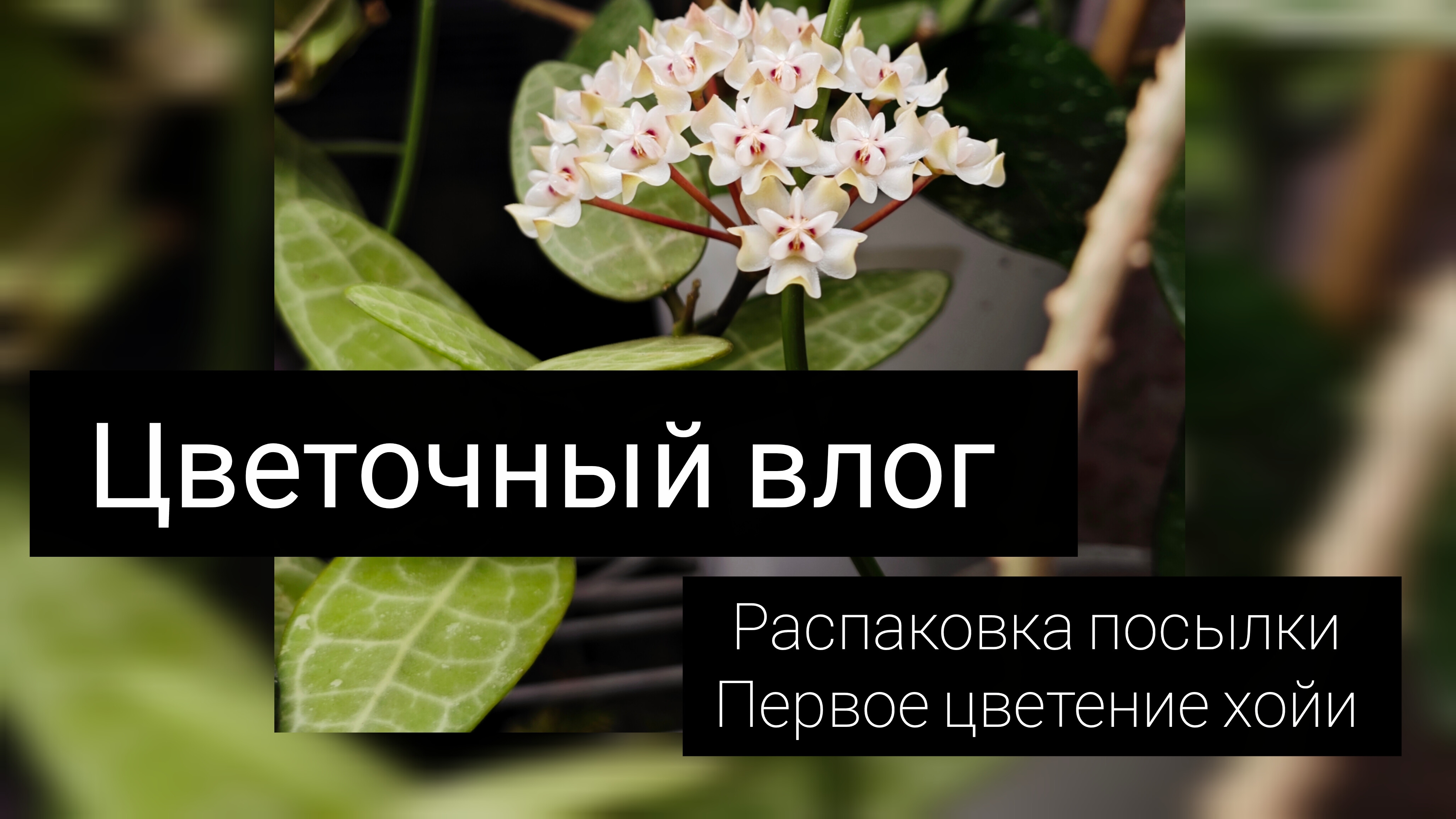 цветочный влог//распаковка посылки//цветение хойи