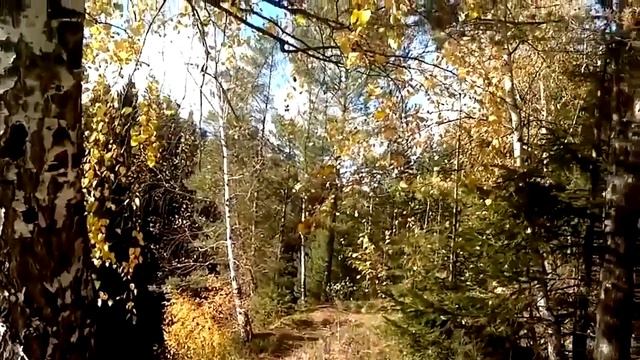 Красивая осень! Береза. Река.