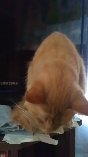 VID_20251004_074817.mp4