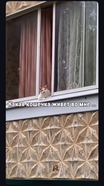 Смешные видео, юмор