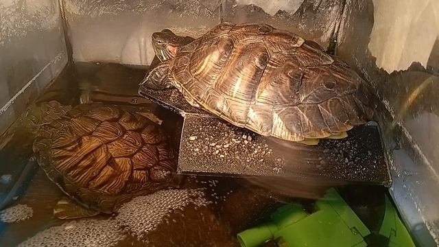 красноухая черепаха 🐢, утро 04-10-2025