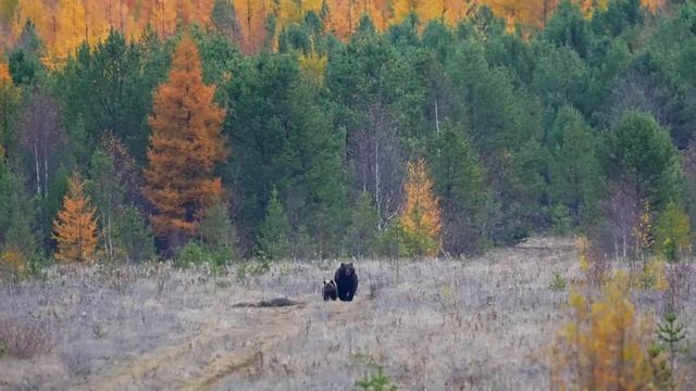 Осенние Берега Восточного Байкала (2025)