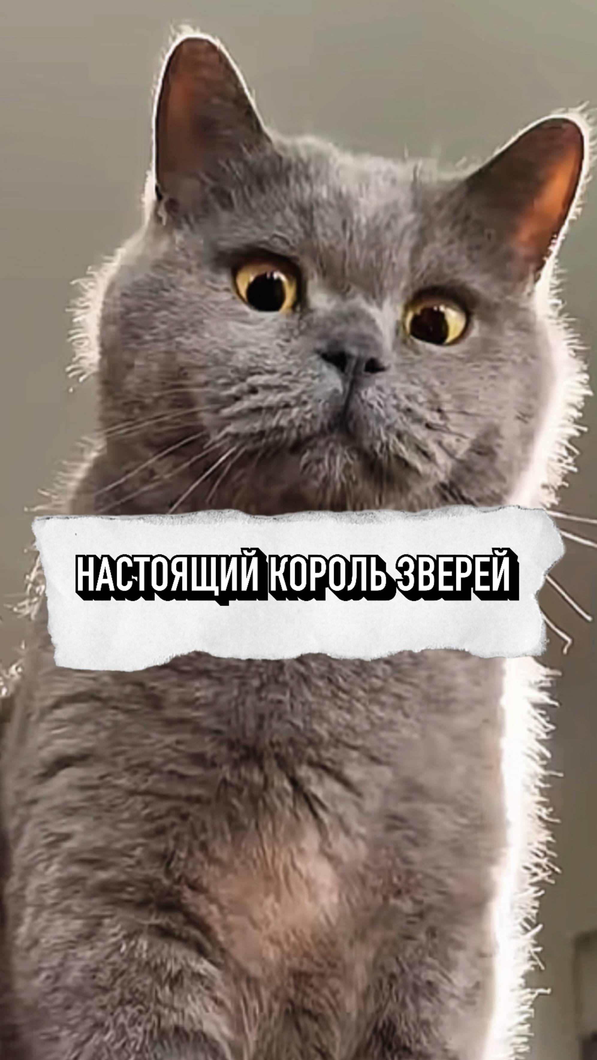 Котик Почувствовал Себя Королем Зверей❤️ #shorts
