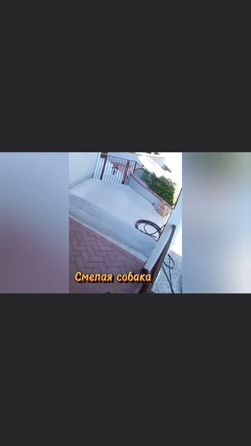 Смелая собака.