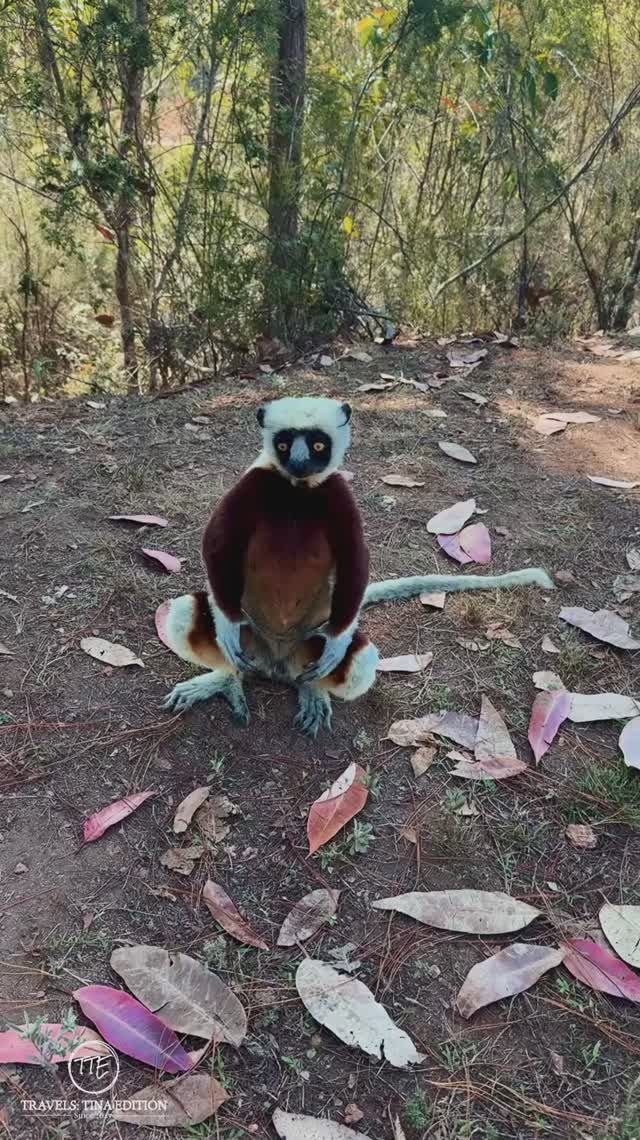 Лемур сифака. Sifaka lemur. путешествия travel мадагаскар madagascar лемур lemur shorts