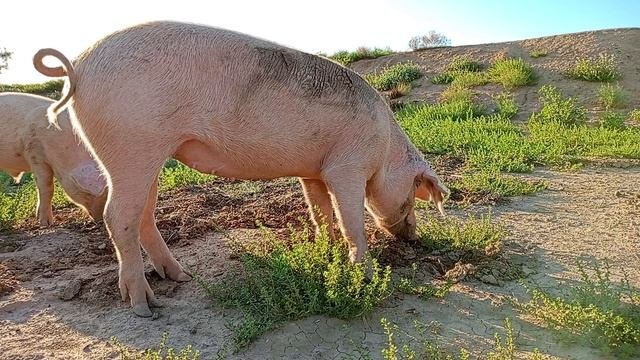 На рыбалке с пятачками