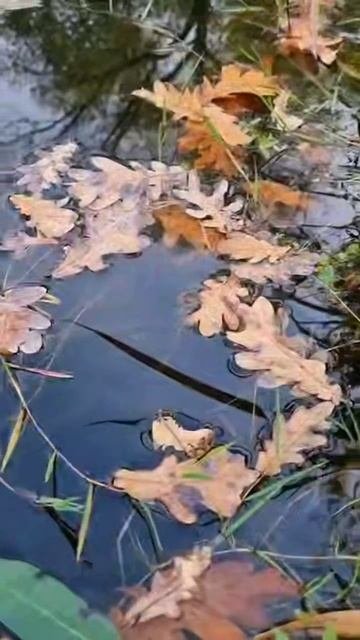 1000008410.mp4
