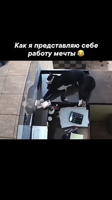 Как я представляю работу мечты