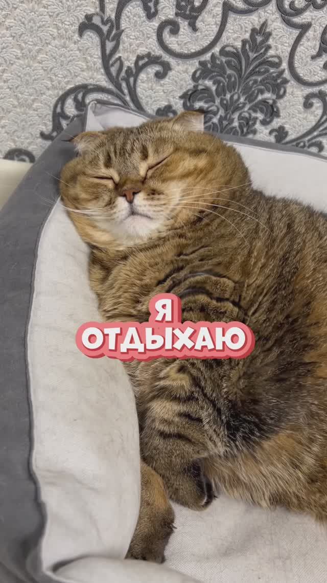 Вот такой вот распорядок дня🫰