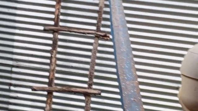 шустрое новое поколение белок