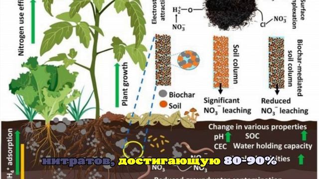 Биоуголь очистит почву и воду от нитратов