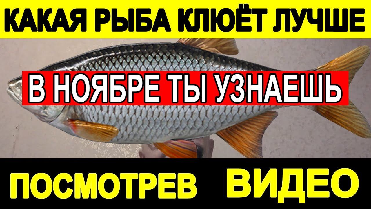 В Ноябре на Рыбалке на Удочку ЭТА РЫБА Клюёт ЛУЧШЕ ВСЕХ
